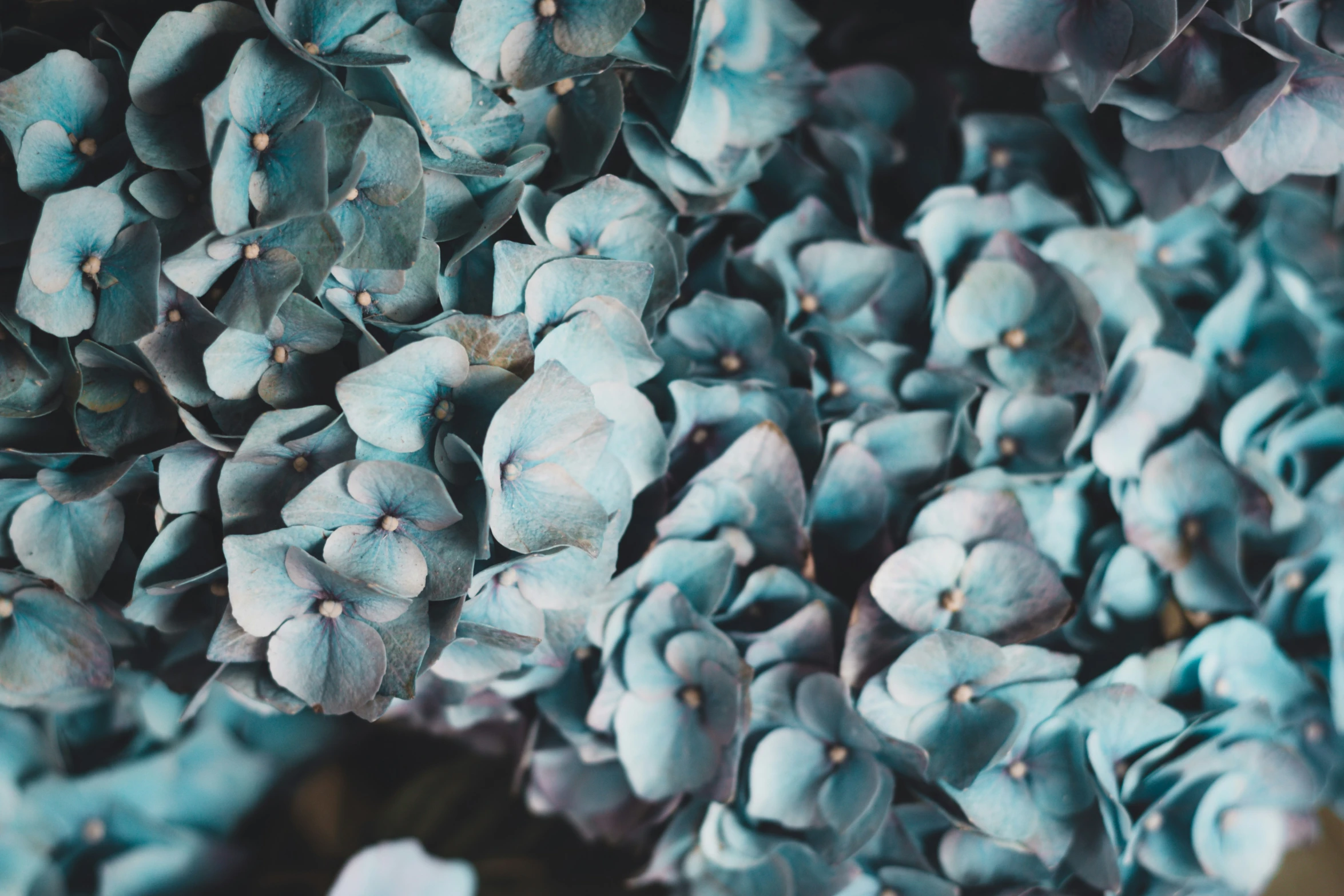 many blue flowers in bloom next to each other