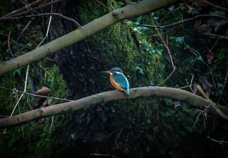 a blue and yellow bird is on the nch of a tree