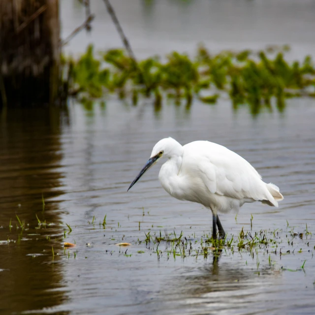 a white bird with long legs standing in some water