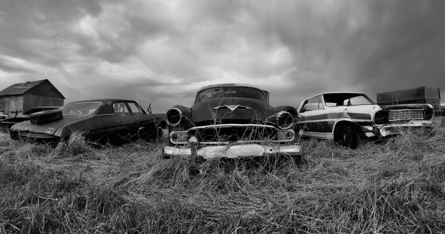 a herd of cattle stand behind old cars