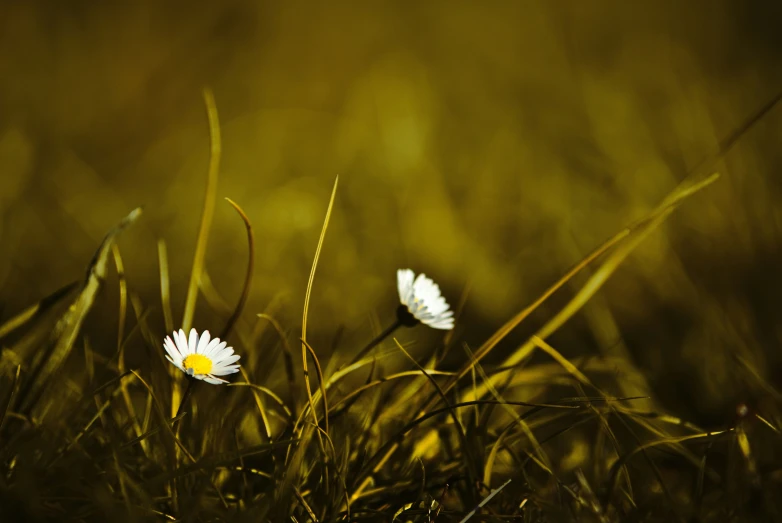 there are two daisies sitting together on the grass