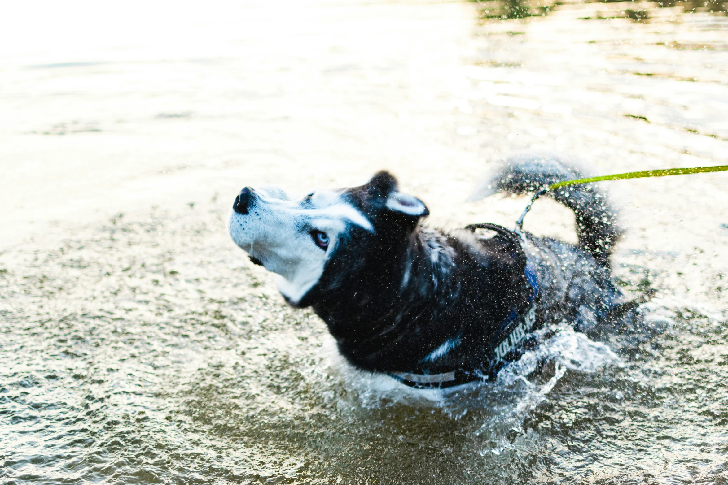 a small black and white dog in the water