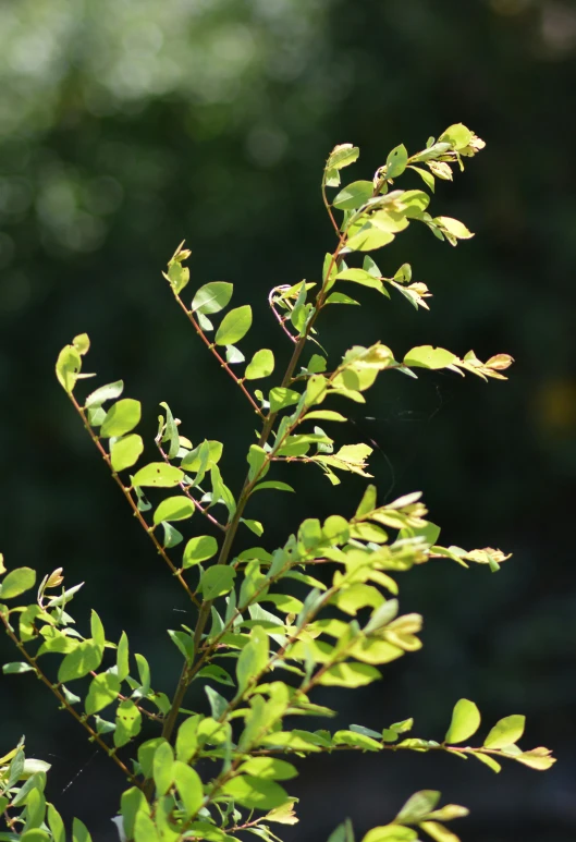 a green nch with leaves on it in a close up view