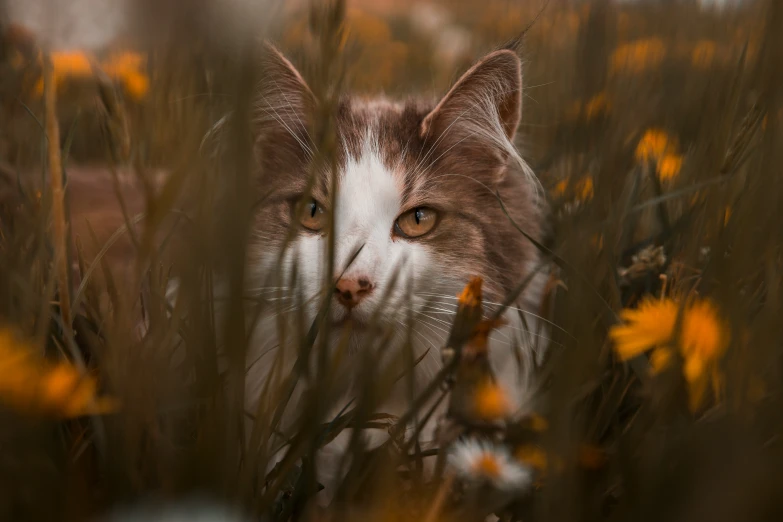 a cat that is sitting in the grass