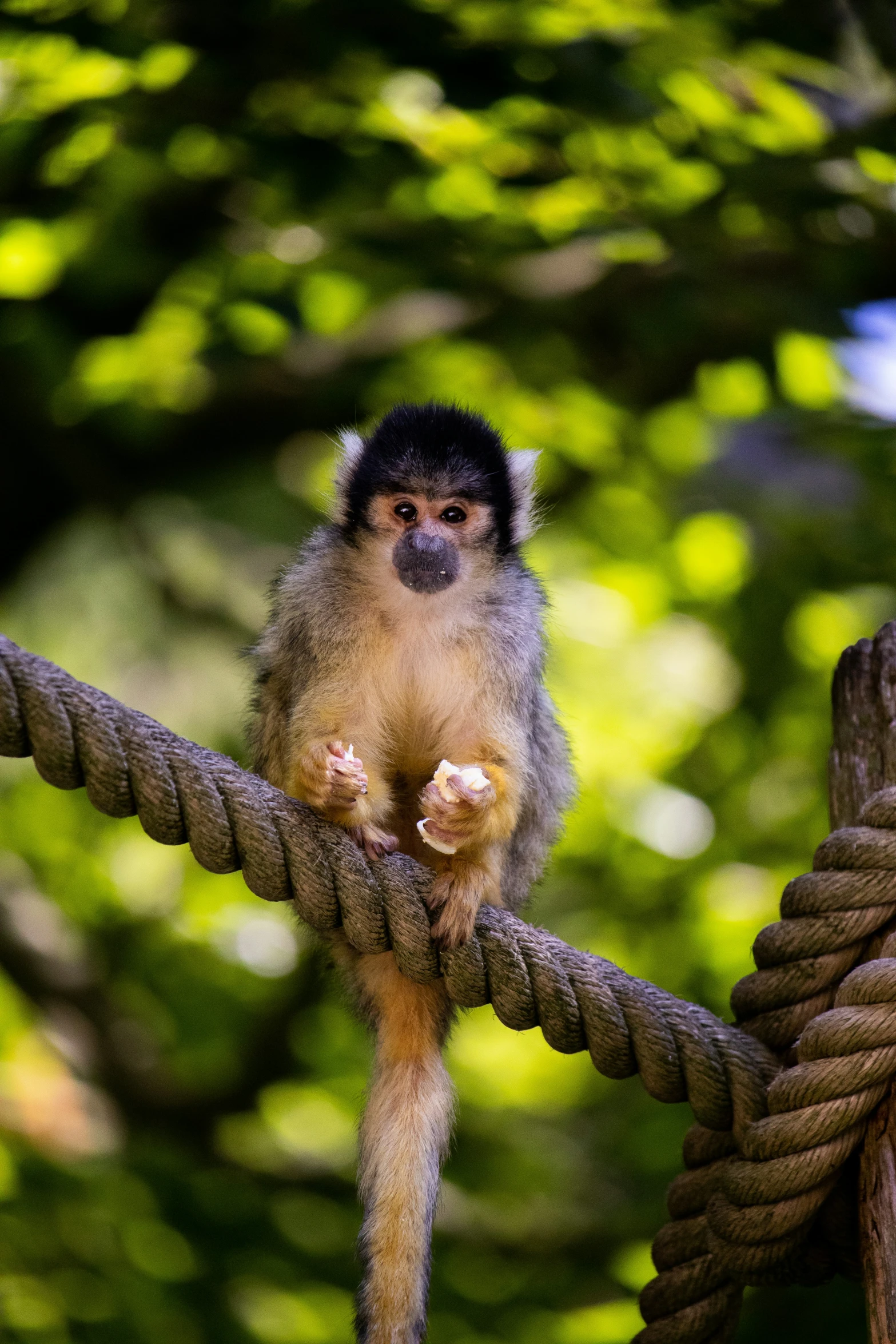 a little monkey sitting on a rope outside