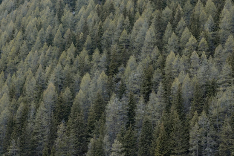 an aerial view of a group of trees