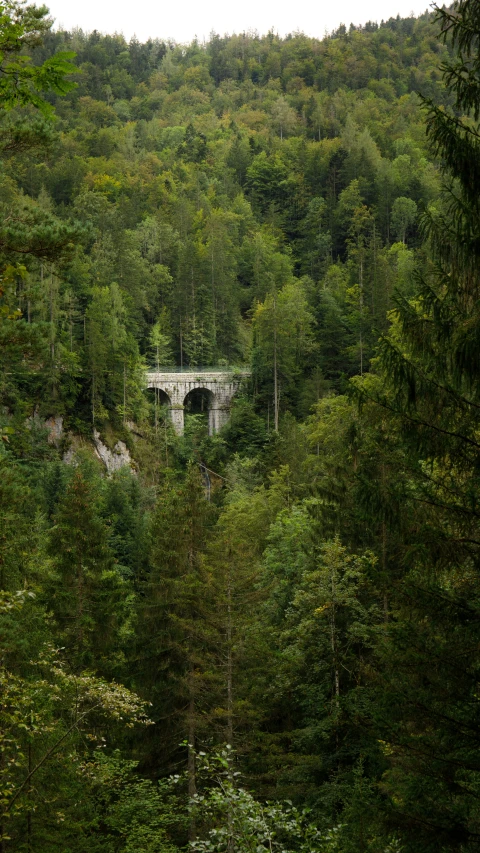 bridge over the forest to look like a train crossing