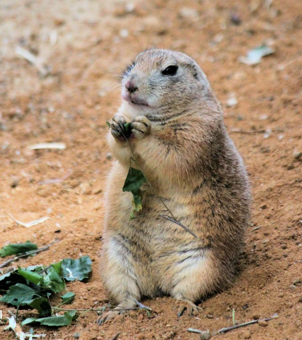 a rodent is standing on his hind legs holding the food he is holding in its hands
