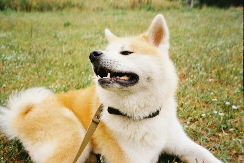 a close up of two dogs in the grass