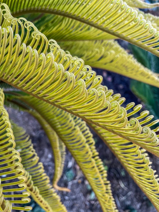 closeup of yellow leaves with black tips