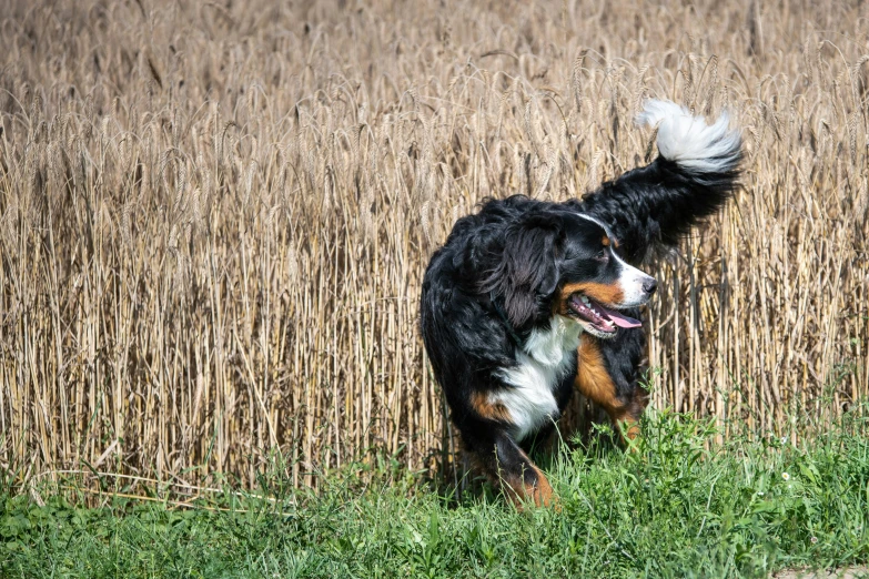 dog with long white hair standing in front of tall grass