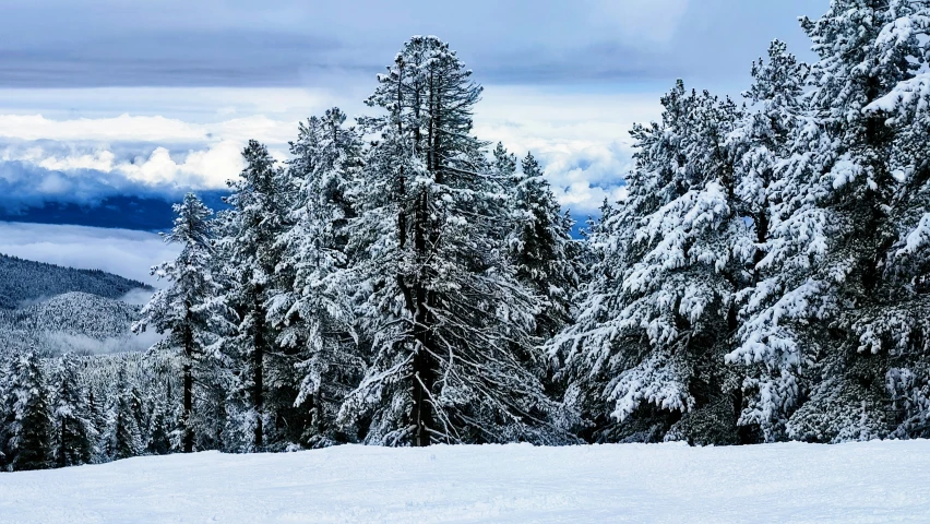 a group of trees that are next to some snow