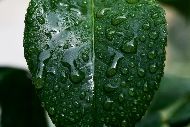 a close up s of a green leaf with droplets of water on it