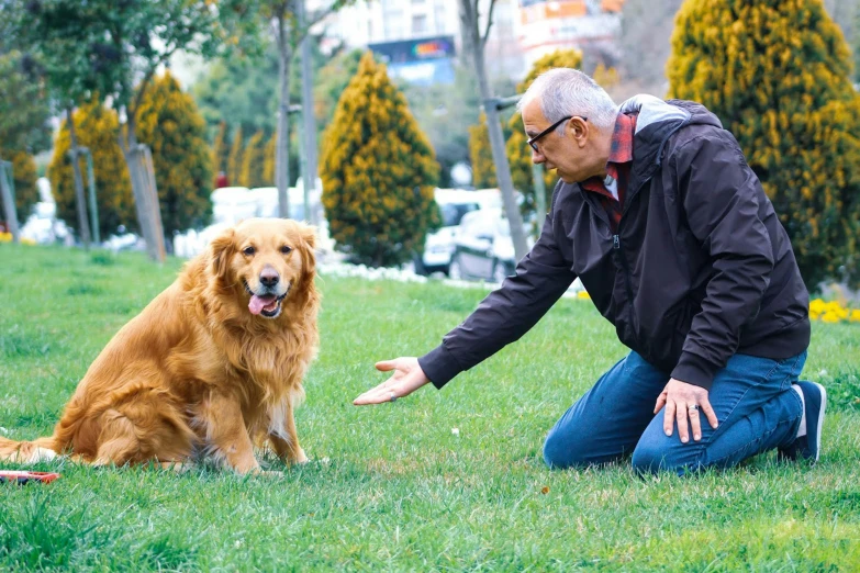 a dog sitting in a field with a man petting it