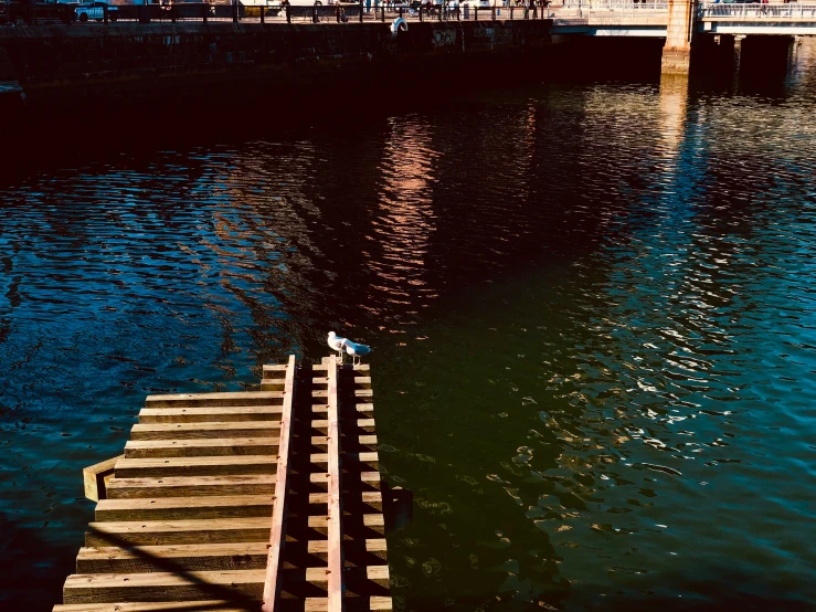 a bird sitting on steps near the water