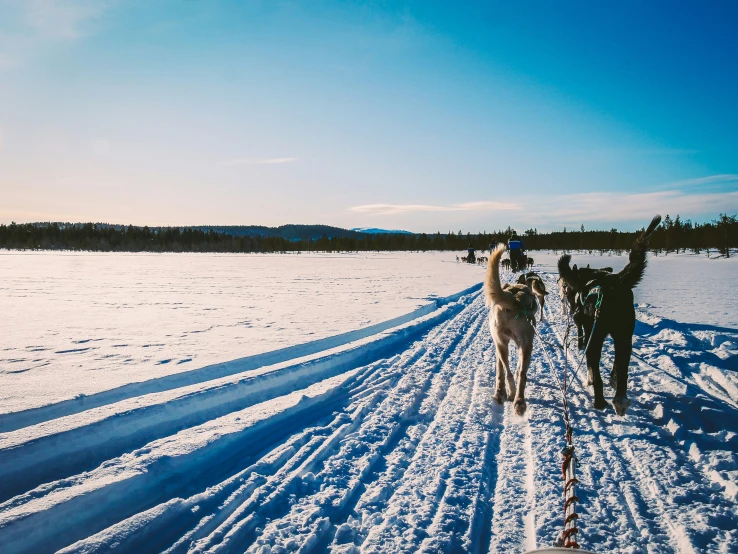 a herd of horses walking down a snow covered road