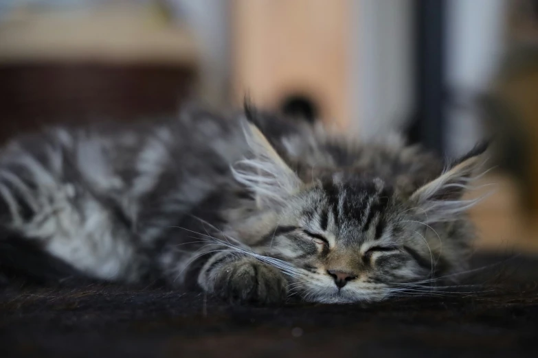 a small sleeping grey kitten on the floor