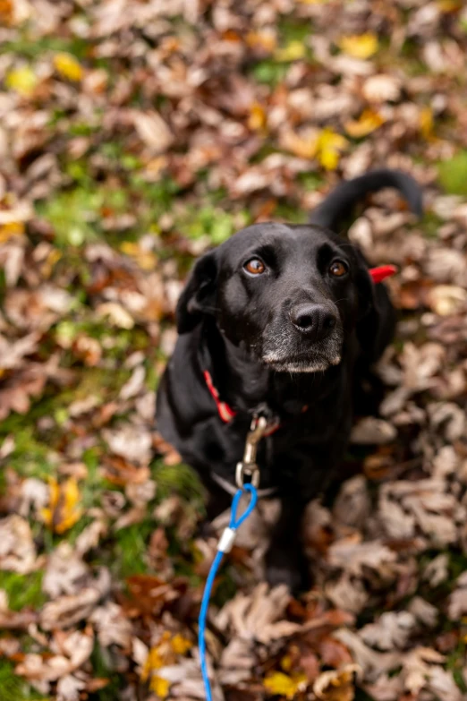 a black dog with blue leash and leaves on ground