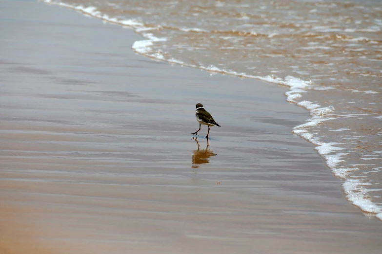 a bird that is walking in the sand