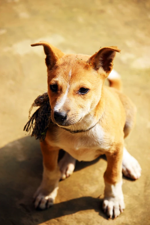 a close up of a small brown dog