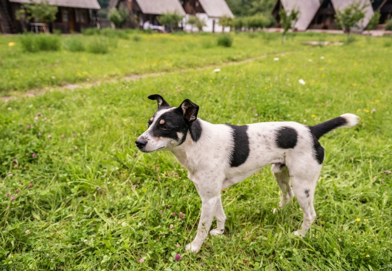 a black and white dog standing on a lush green field