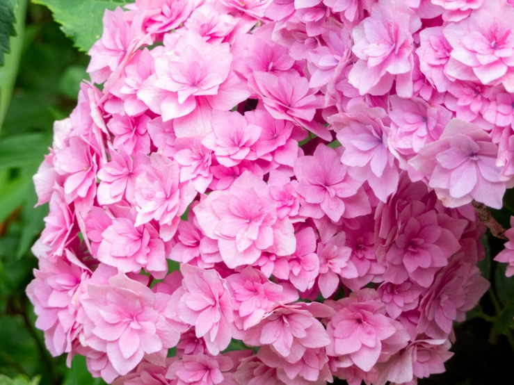 a bunch of pink flowers with green leaves