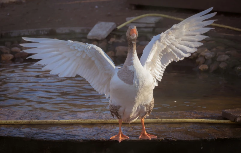 a white swan with it's wings spread out near water