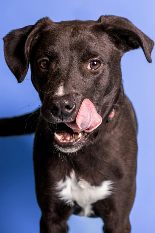 a black dog has his tongue out in a room