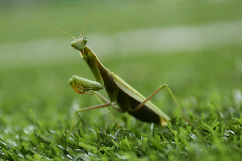 a close up of a praying mantissa