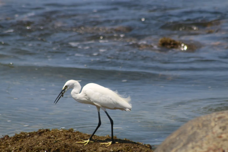 a bird with a long beak and very long bill is standing on rocks near the water