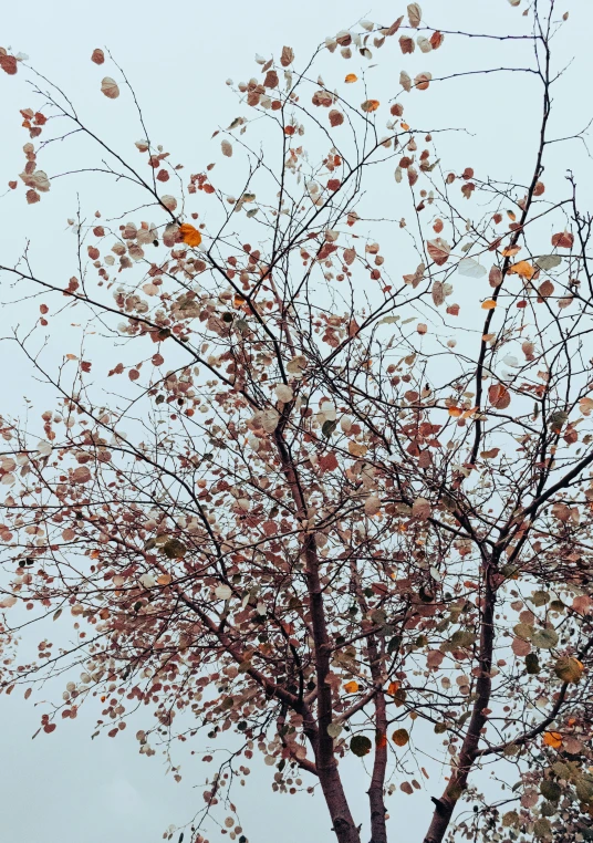 a lone tree is near a yellow umbrella