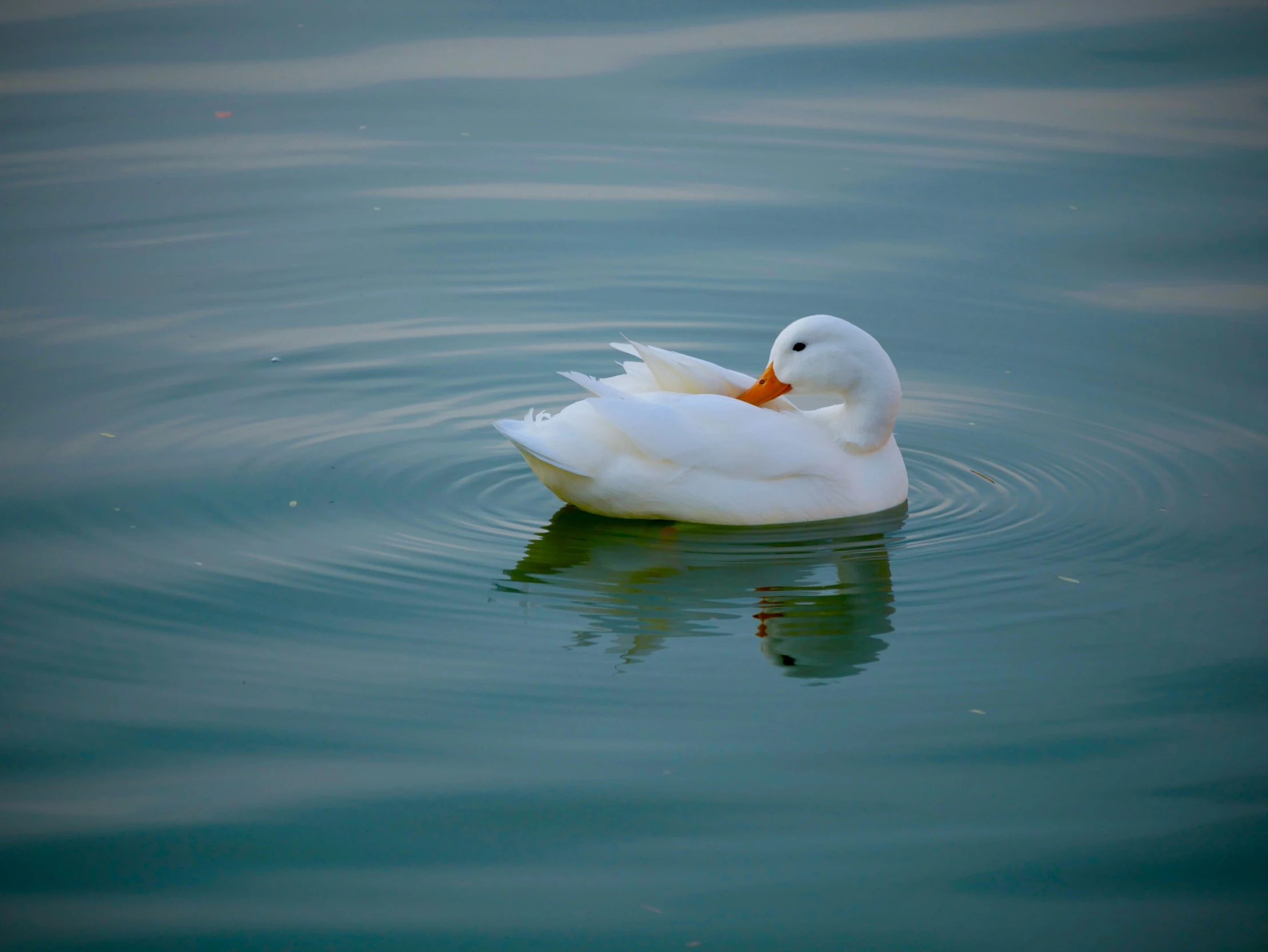 a duck swimming in a lake near another body of water