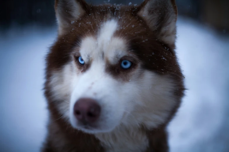 a husky with a blue eyes in the snow