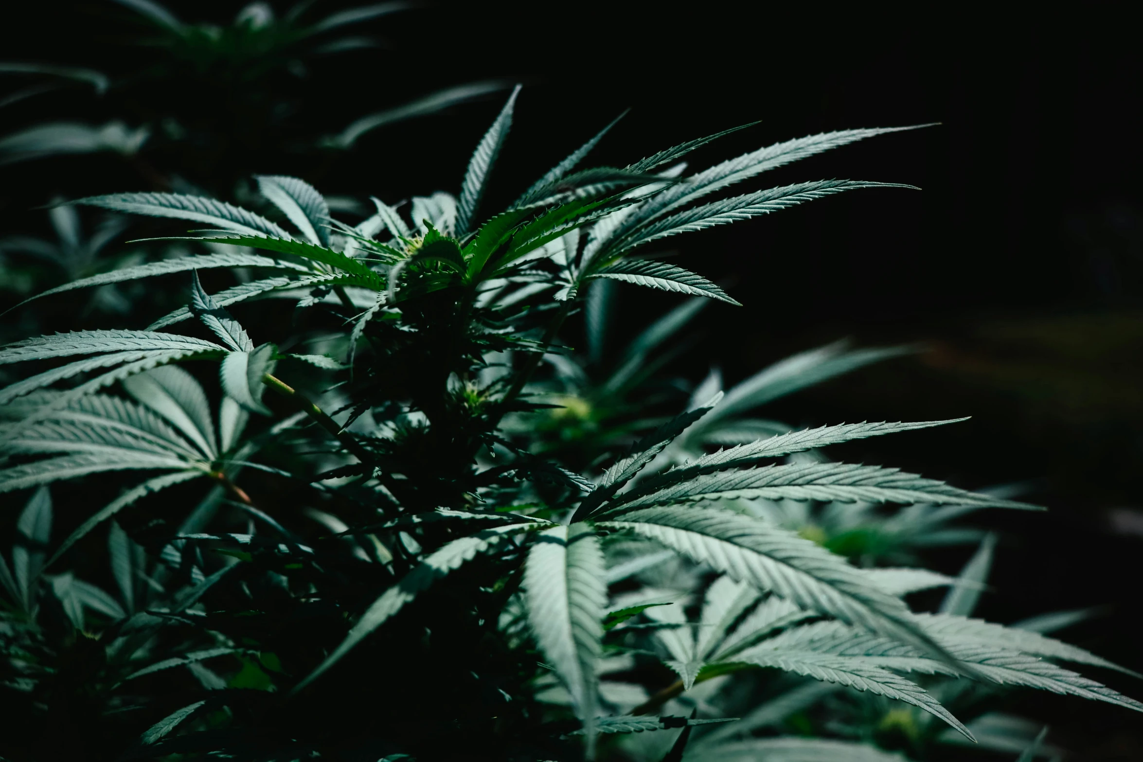 marijuana plants lit up at night with dark background