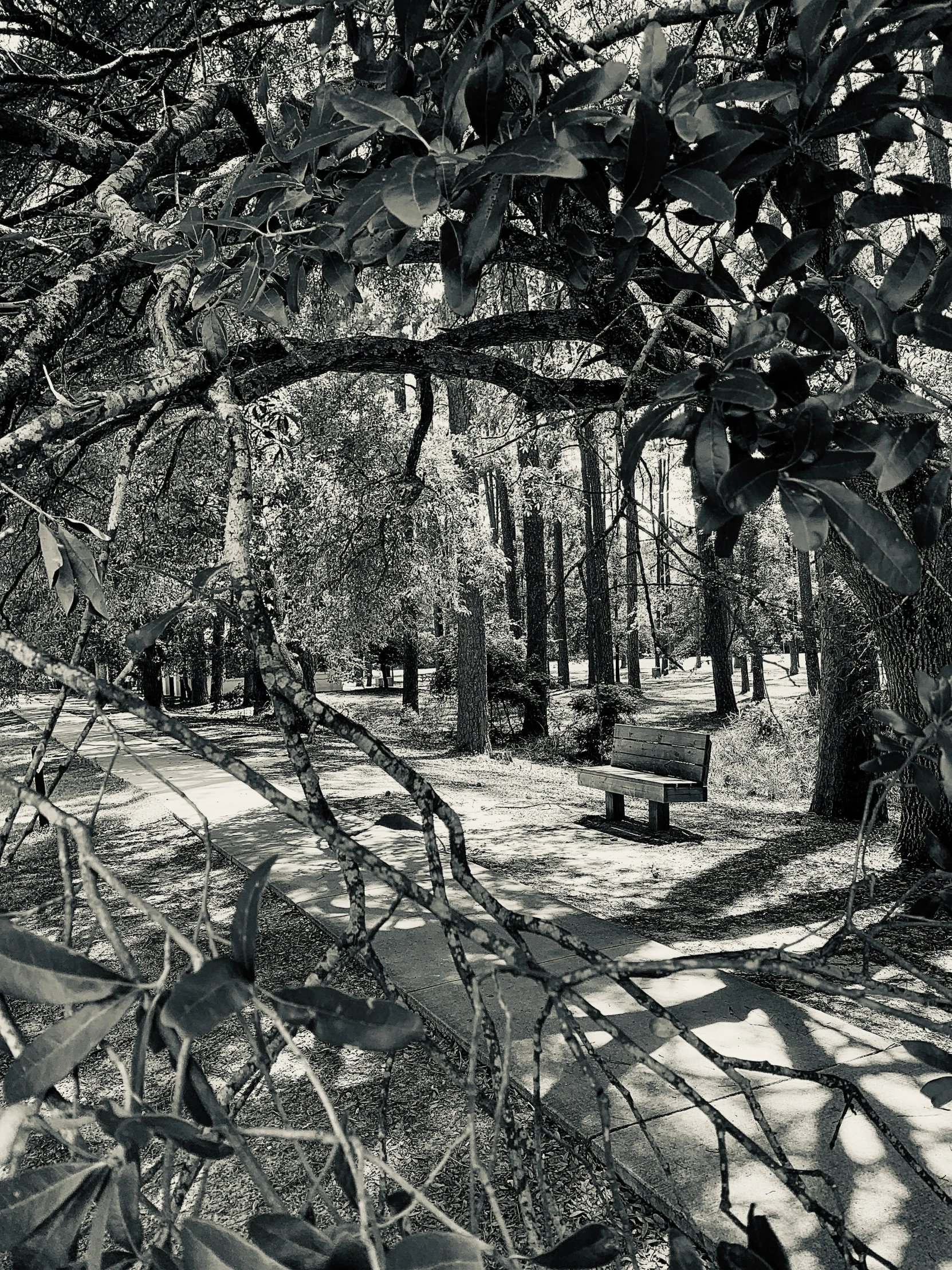 black and white pograph of trees with leaves