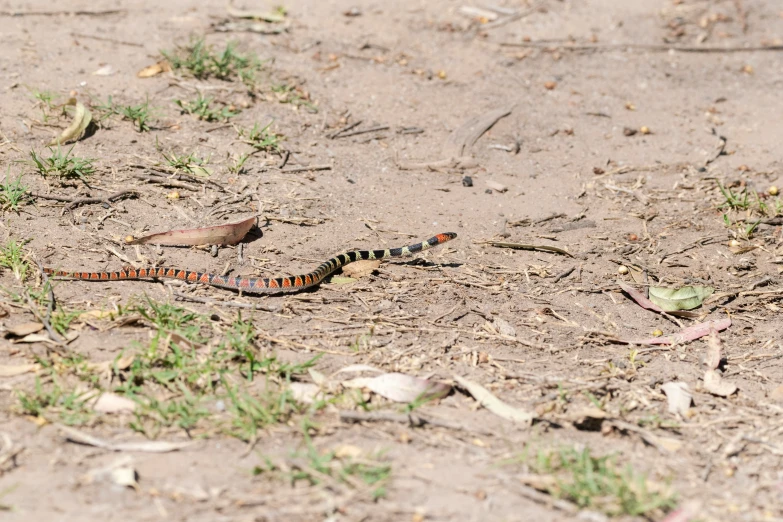 a brown black and red spotted lizard laying on top of dirt