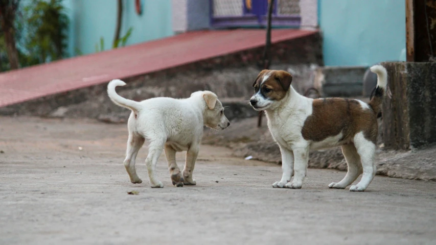 two dogs are sniffing soing on the ground