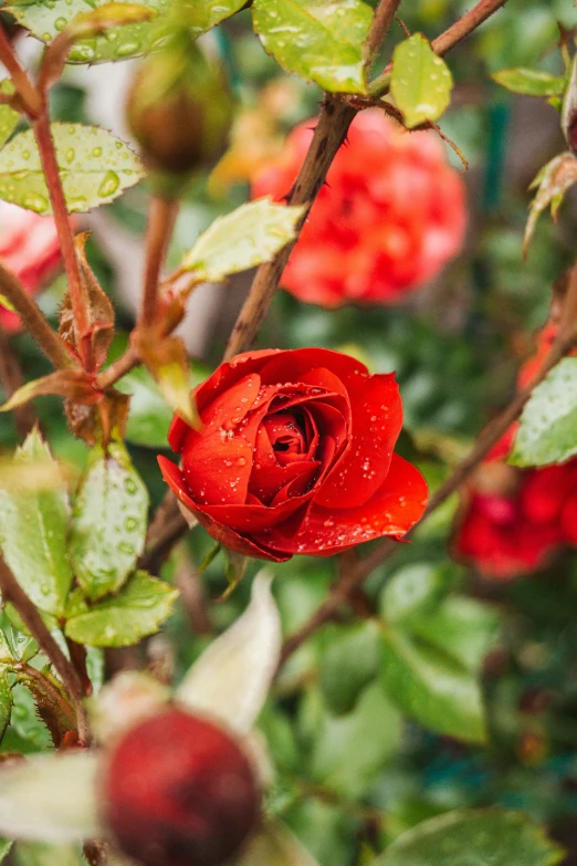 a red rose with leaves and buds on it