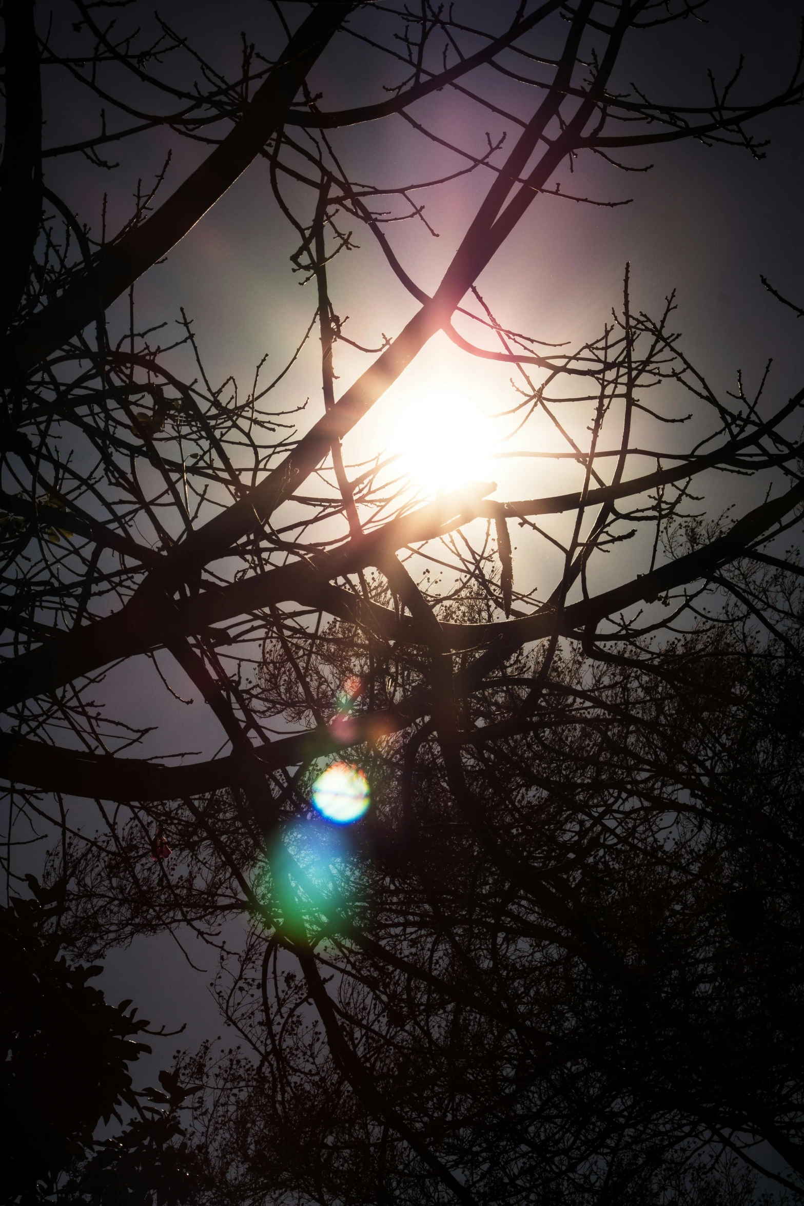 the sun peeks through some nches with no leaves