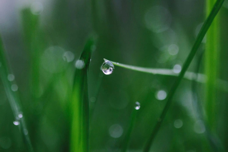 the grass has water droplets on it