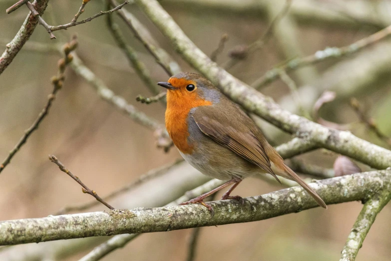 an orange - bellied bird perched on top of a nch