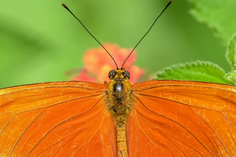 a close - up of a large orange erfly on a leaf