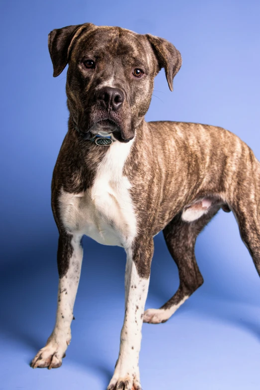 the small brown dog is standing up against a blue background