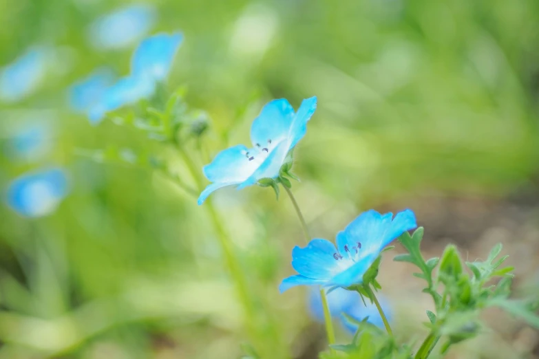 some very pretty blue flowers by some green grass