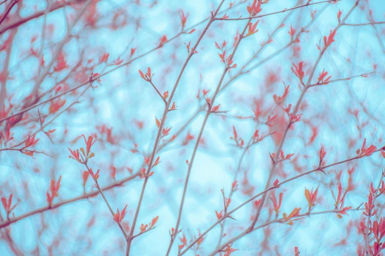 some small nches with red flowers growing from them