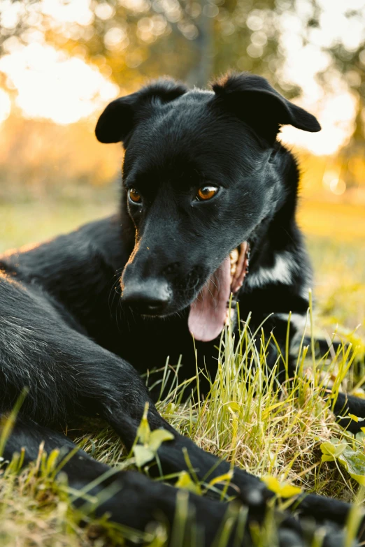 a dog lays on the grass in a field