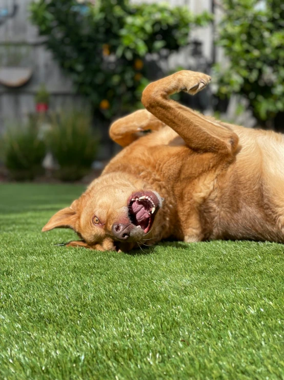 two dogs play with each other on the grass