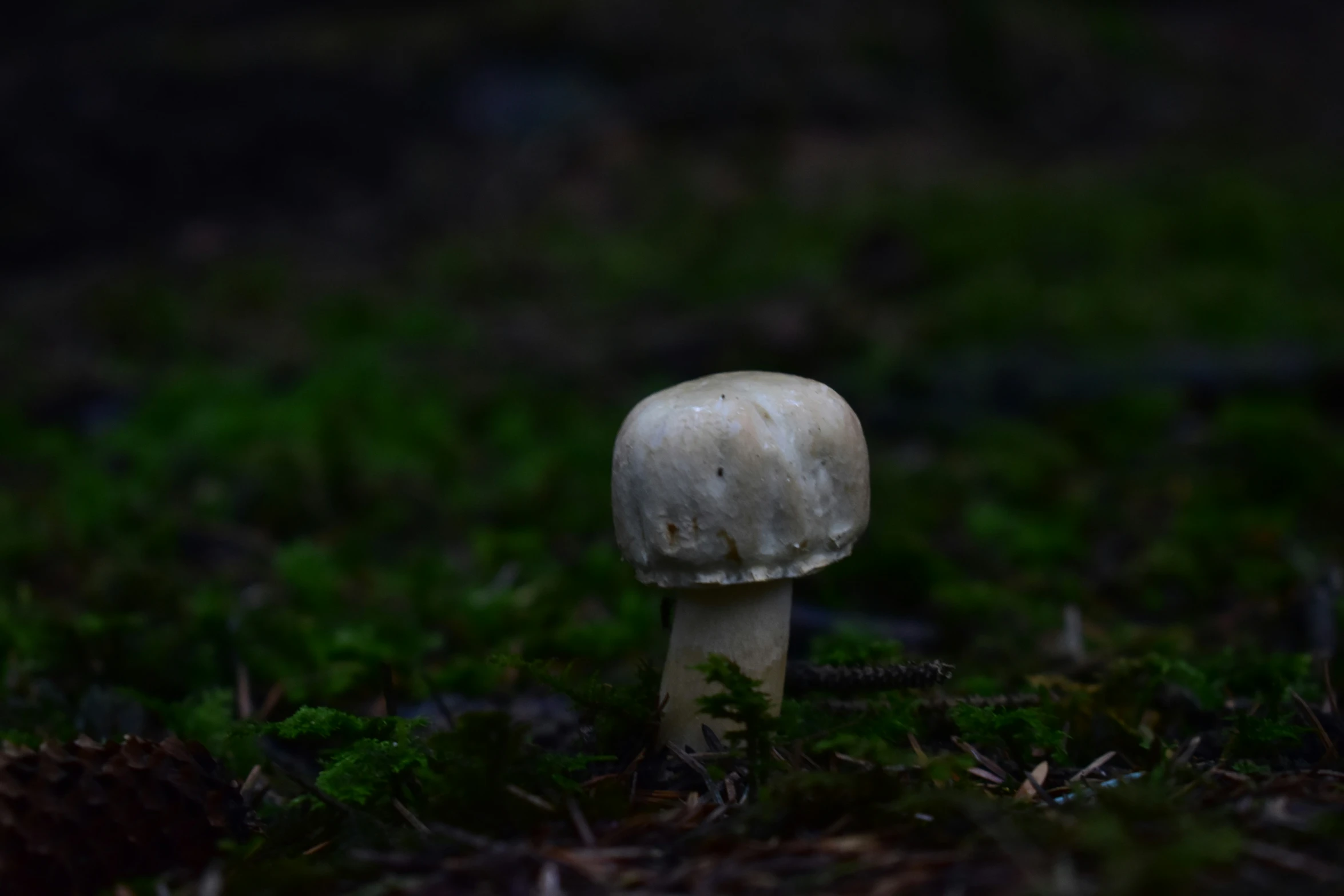 a white mushroom is seen on the forest floor