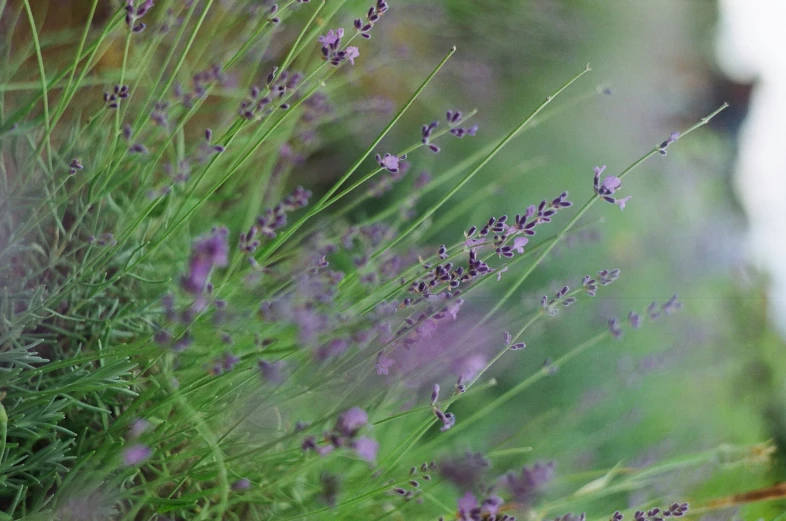 some purple flowers growing around in a green field