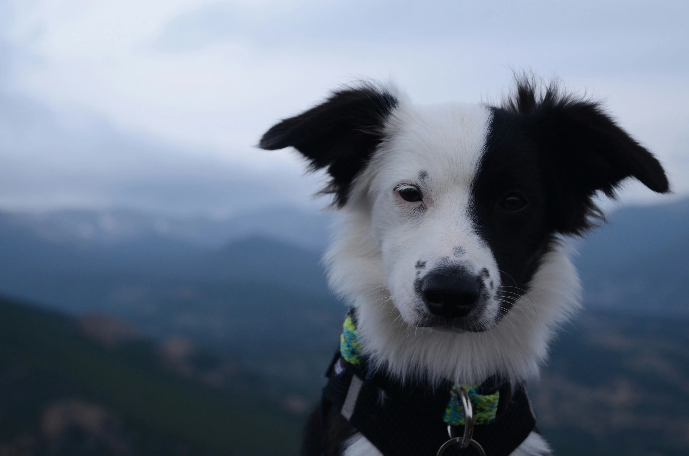 a dog that is wearing soing on his collar